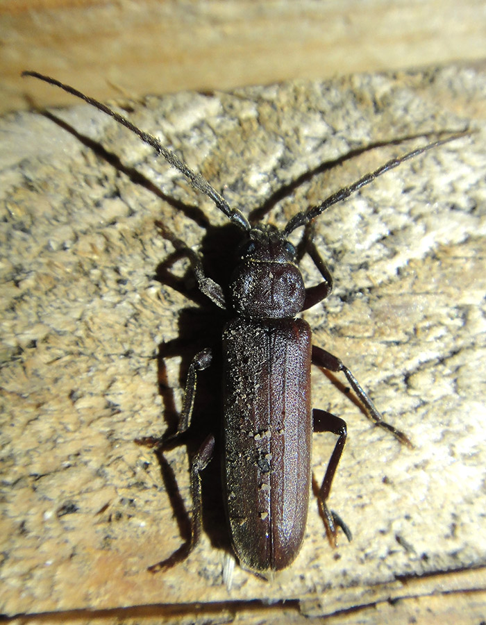 Arhopalus?