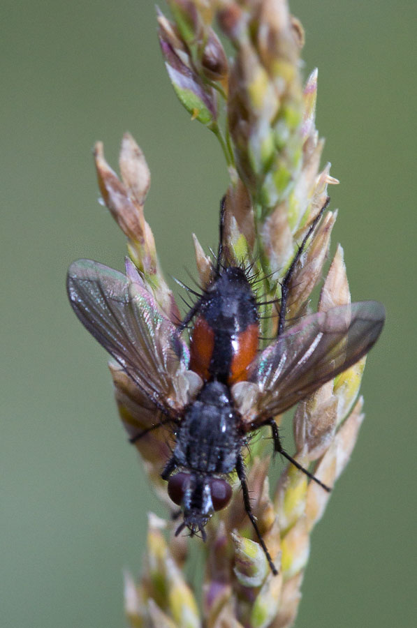  Eriothrix rufomaculatus