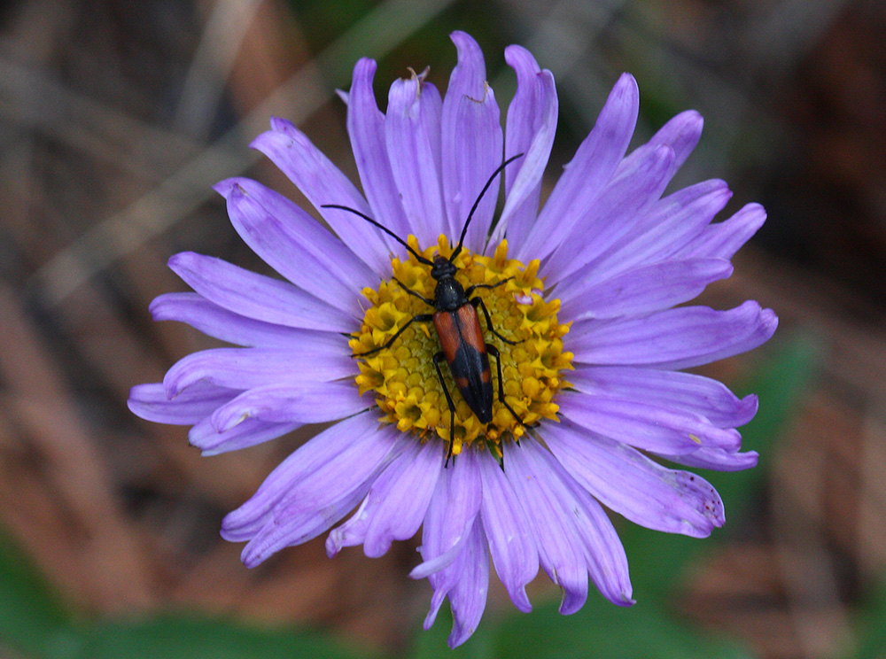 Stenurella bifasciata?