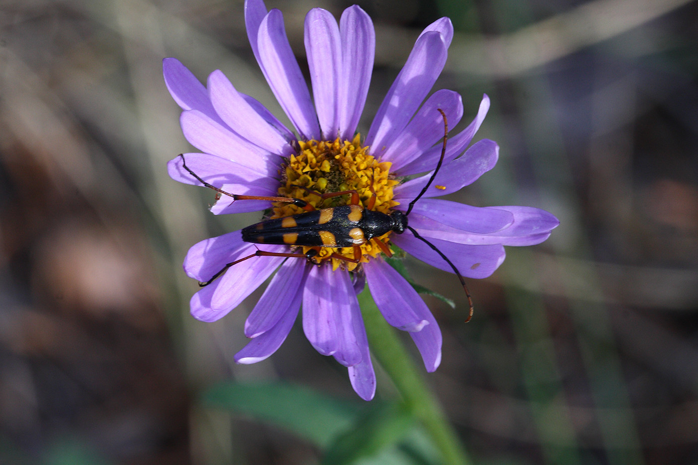Strangalia attenuata