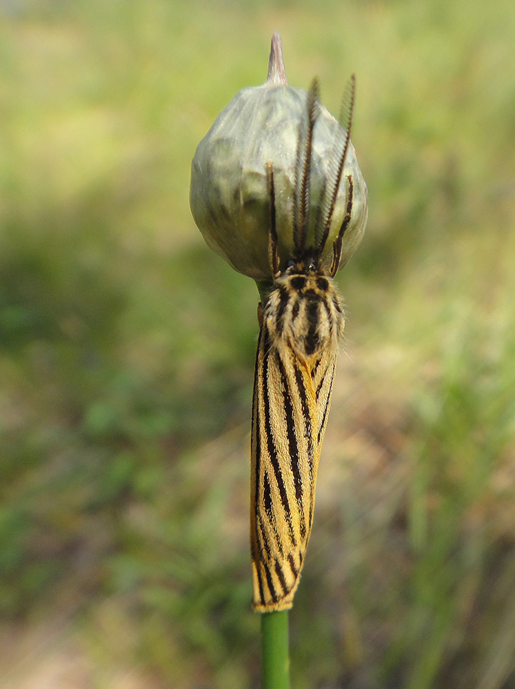 Spiris striata