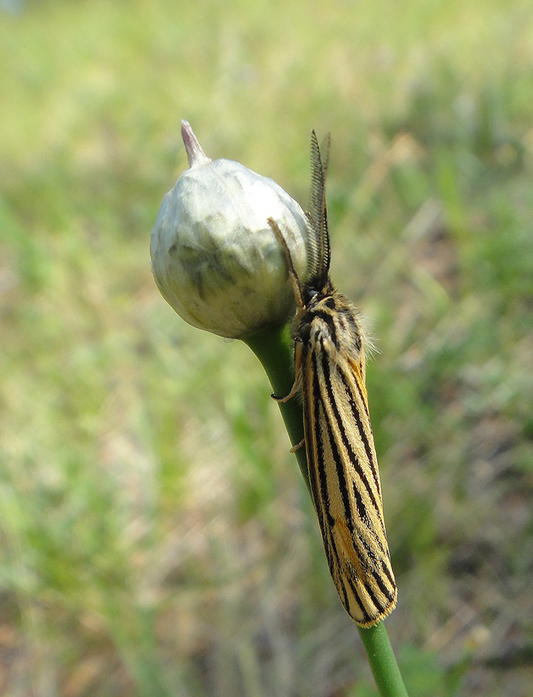 Spiris striata_