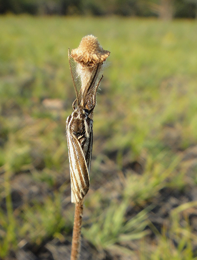Spiris striata?