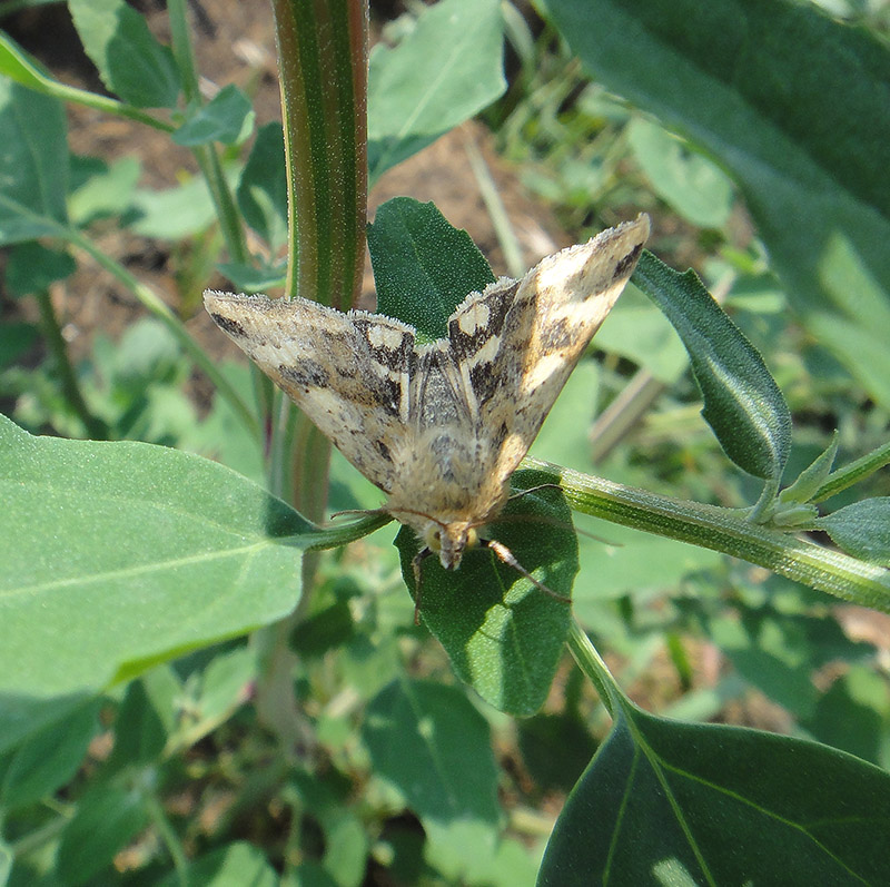 Euclidia?