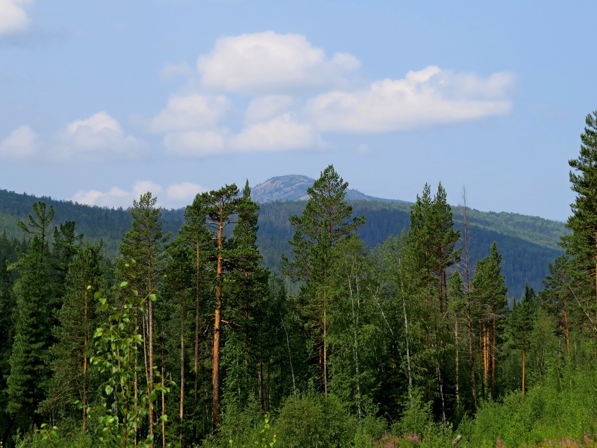 ����� �. ���. �������