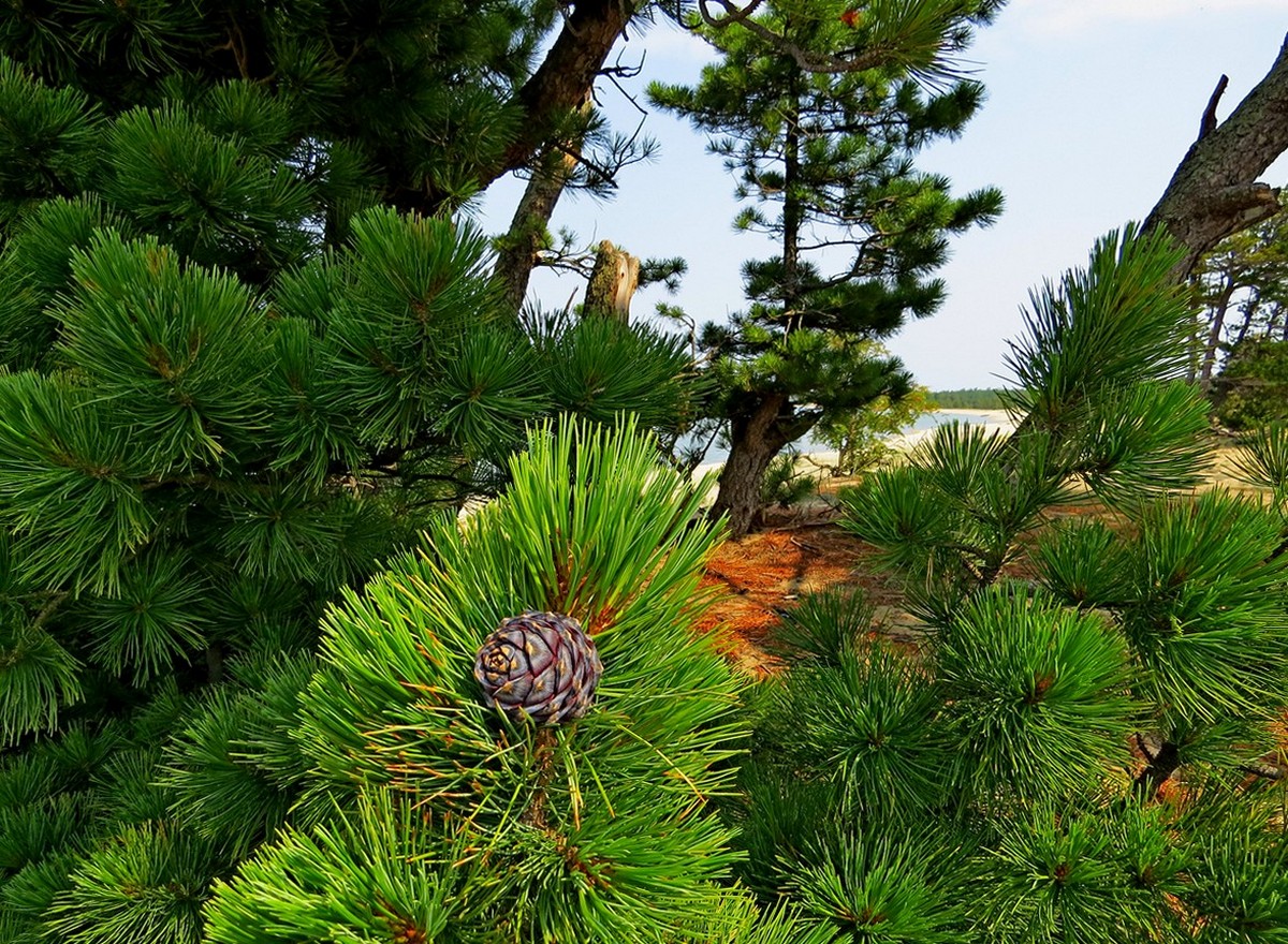 �� ������ �������.