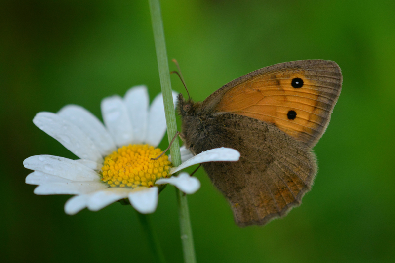    Hyponephele lycaon