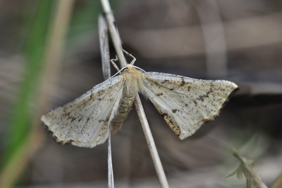   Hypoxystis pluviaria
