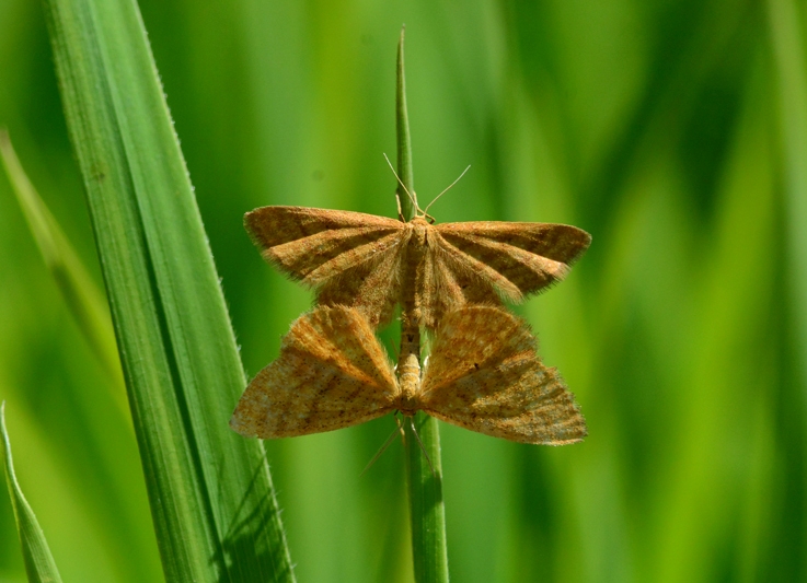    (Idaea serpentata)
