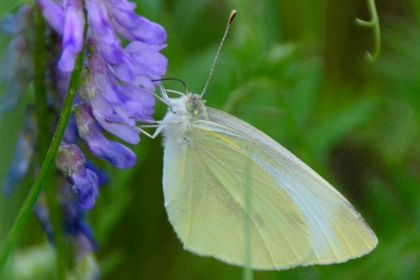 (Pieris brassicae)