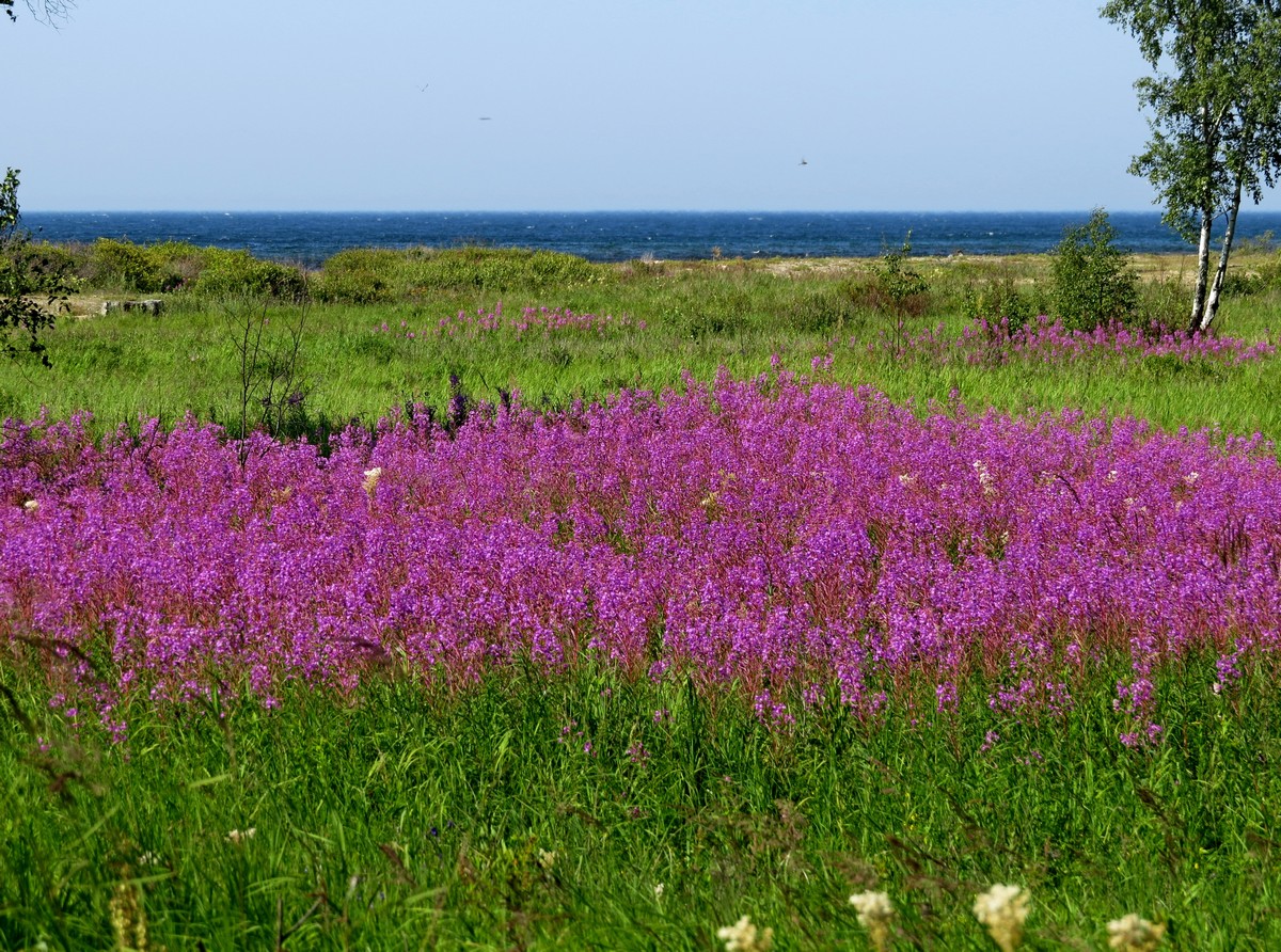 �������� ����