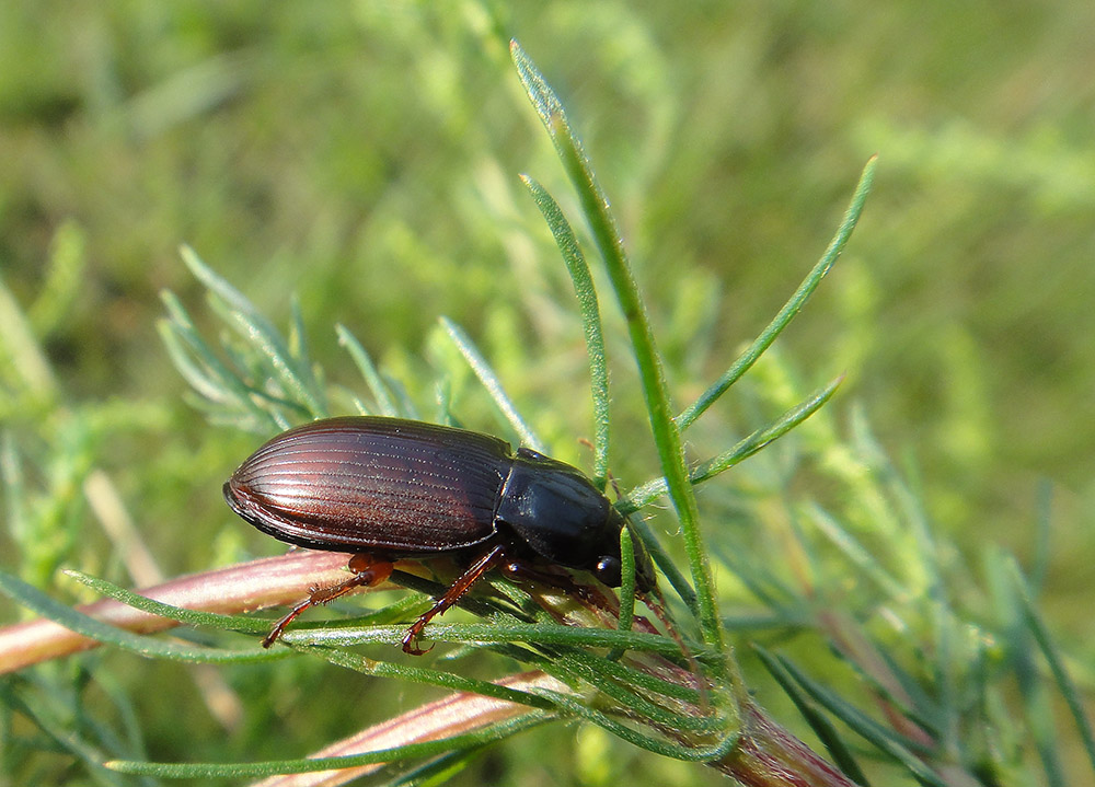 urtonotus?