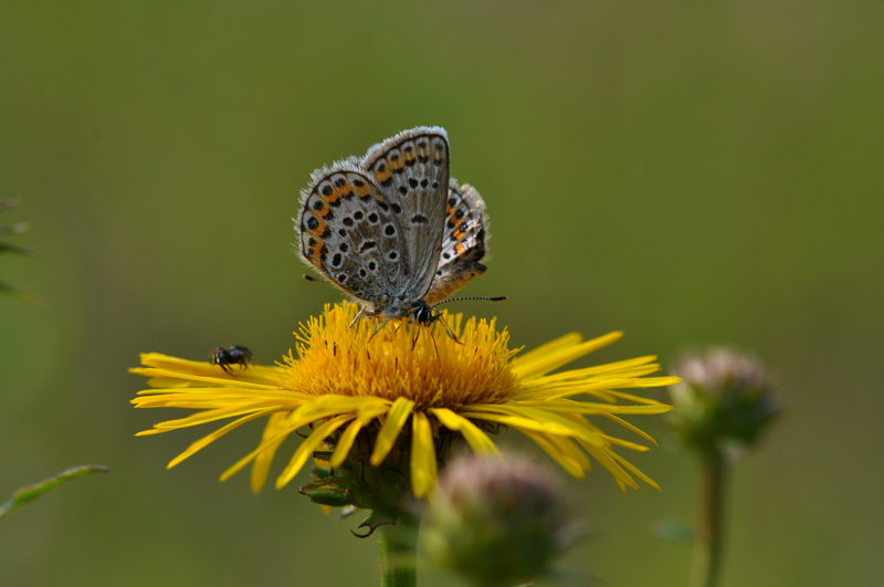   (Plebejus subsolanus)