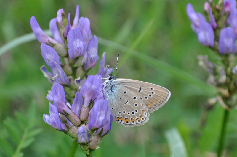   Polyommatus (Plebicula) amandus