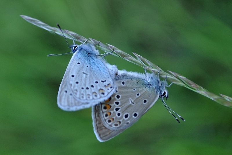   Polyommatus (Plebicula) amandus