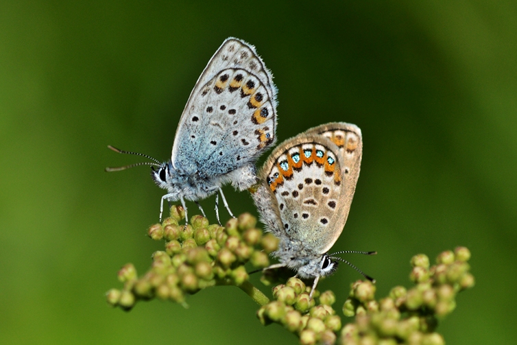 Голубянка икар Polyommatus icarus