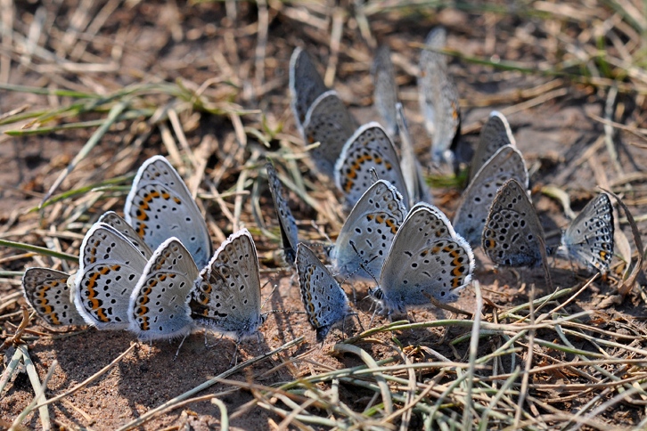   (Plebejus)