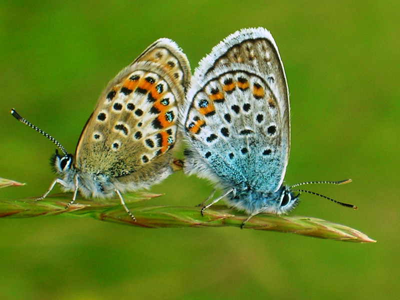   (Plebejus) 