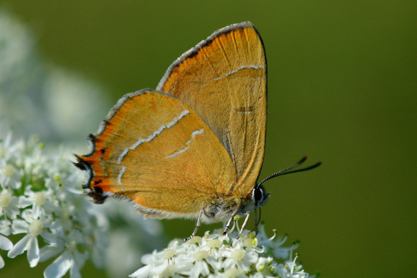   (Thecla betulae)