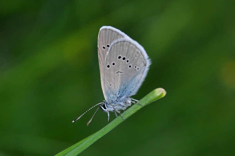   (Cyaniris semiargus)