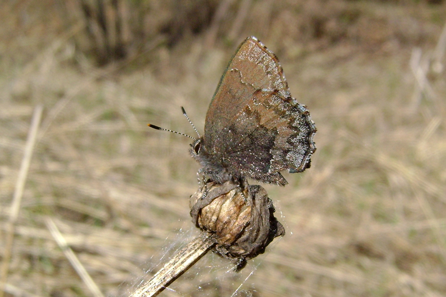   Ahlbergia frivaldszky