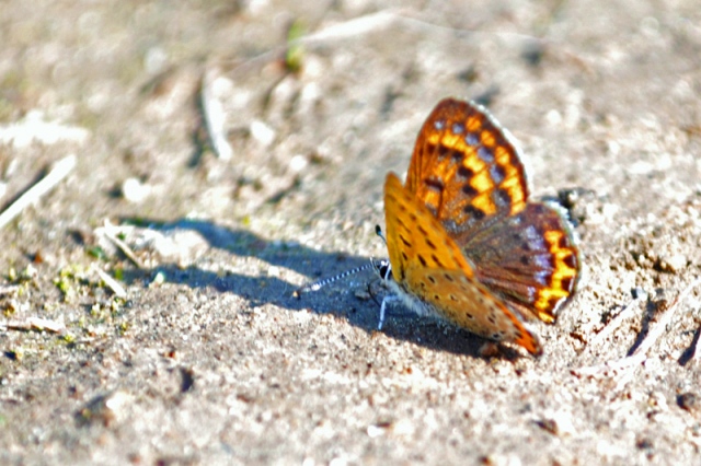   Lycaena helle