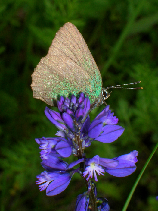 Малинница Callophrys rubi
