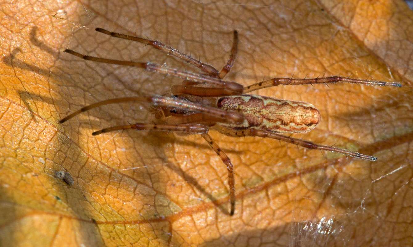 -  (Tetragnatha montana)