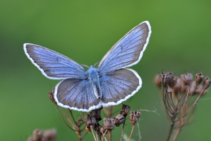   (Plebejus subsolanus) -2