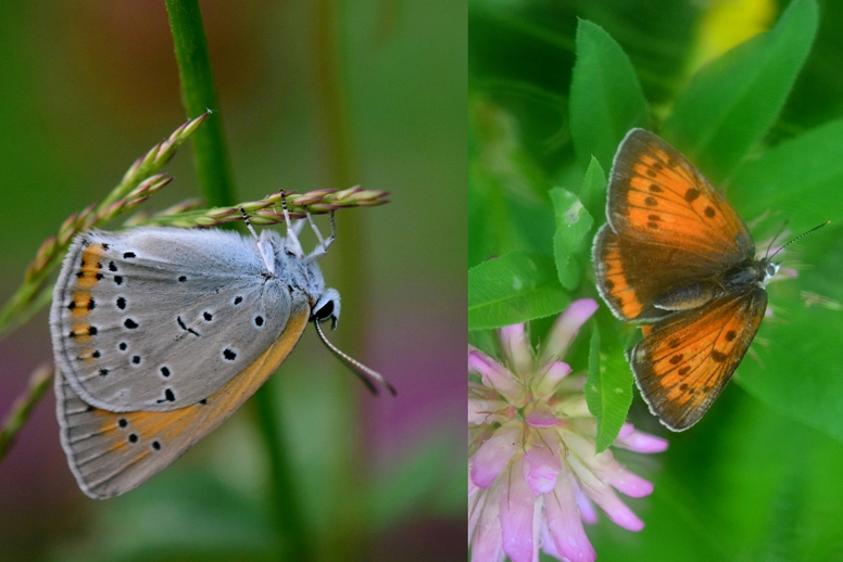   (Heodes virgaureae) 