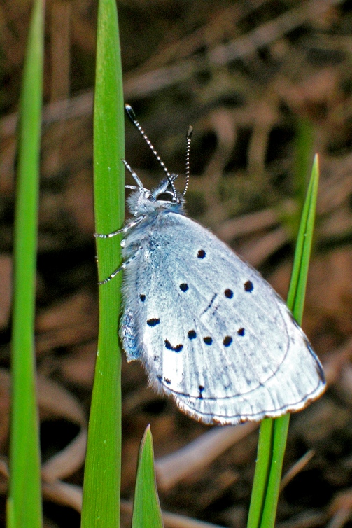   Celastrina argiolus