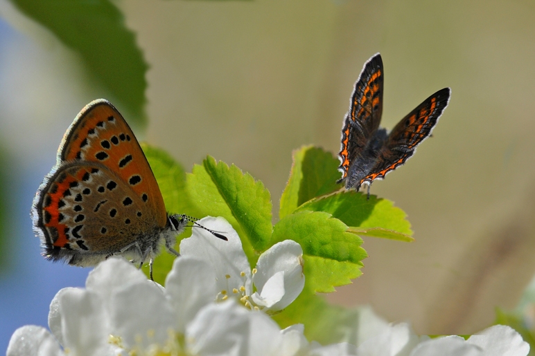  ,  Lycaena phlaea