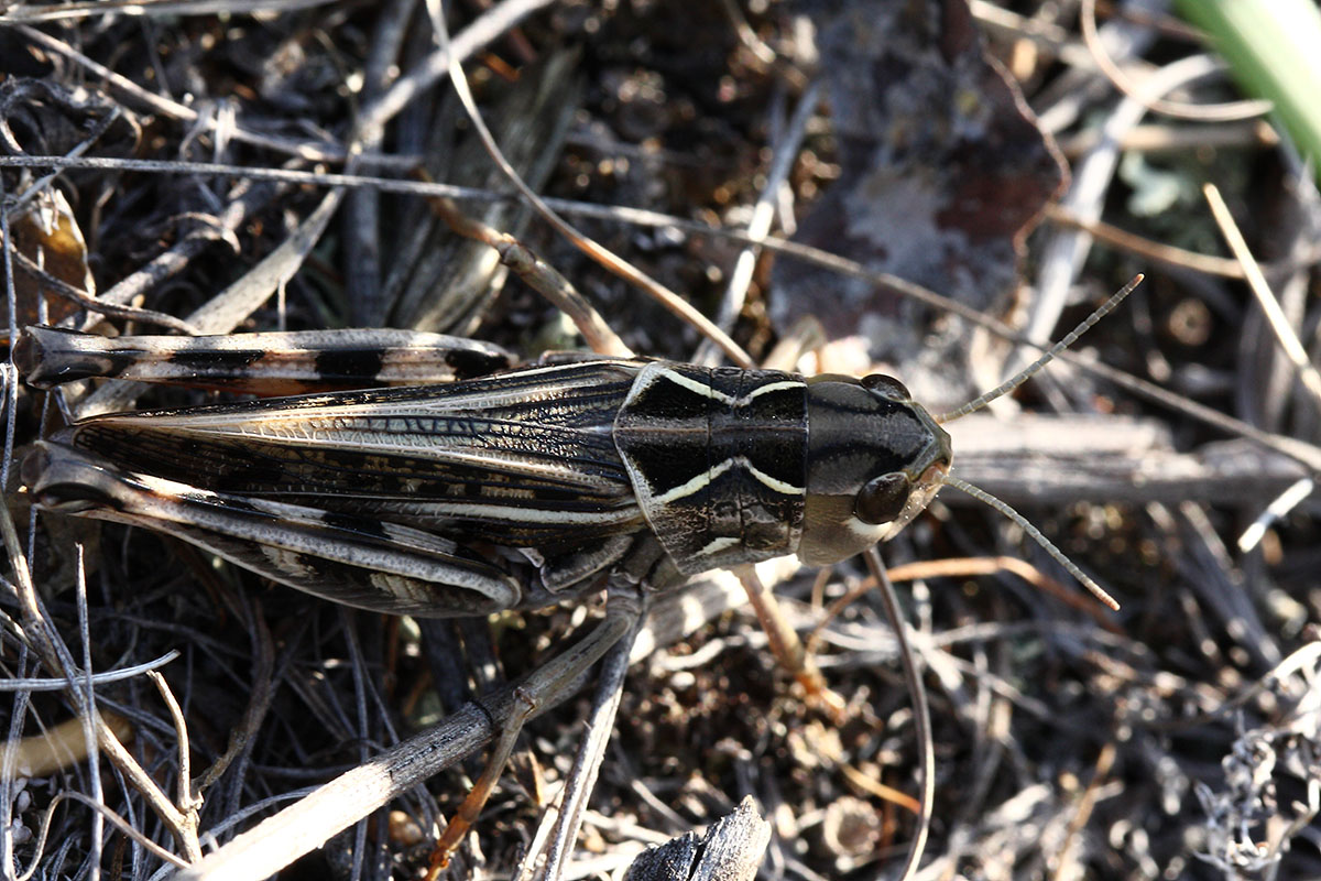 Pararcyptera microptera?
