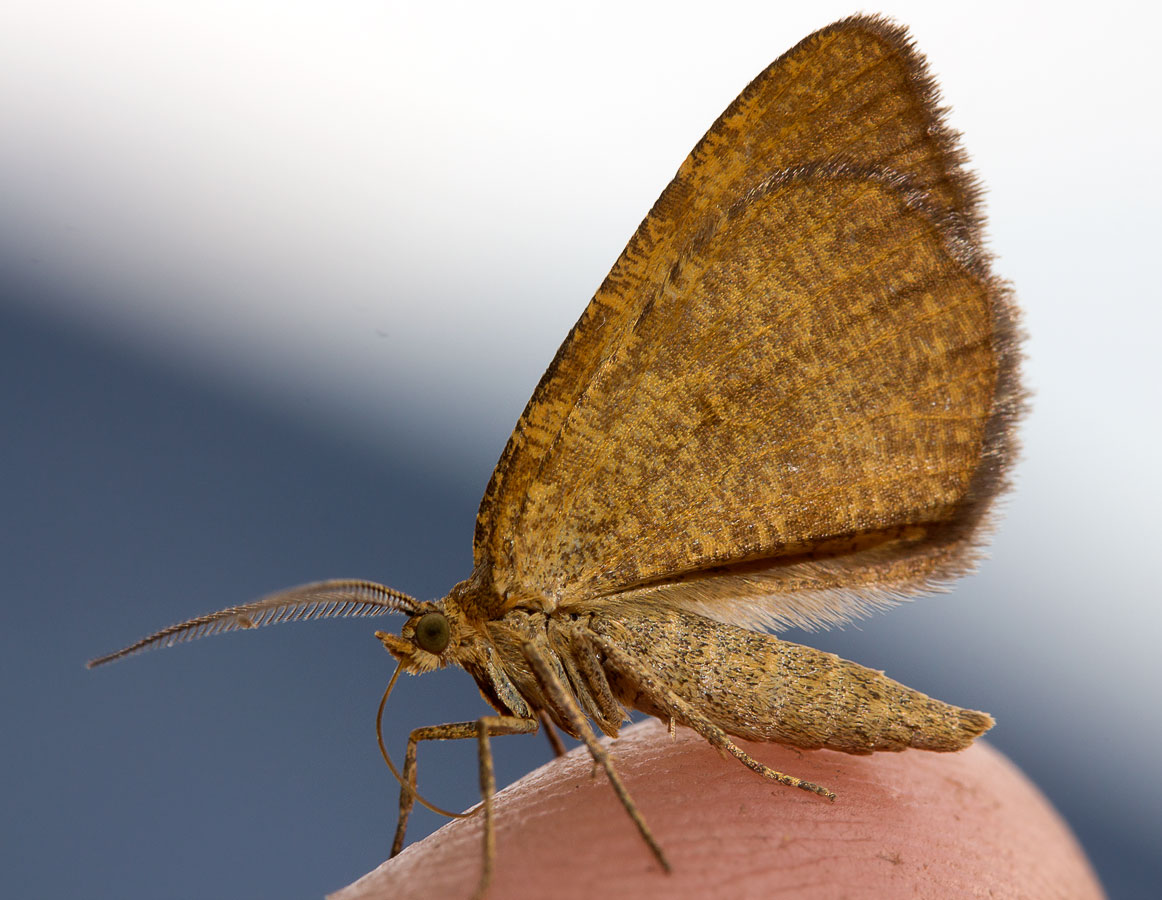   (Macaria brunneata)