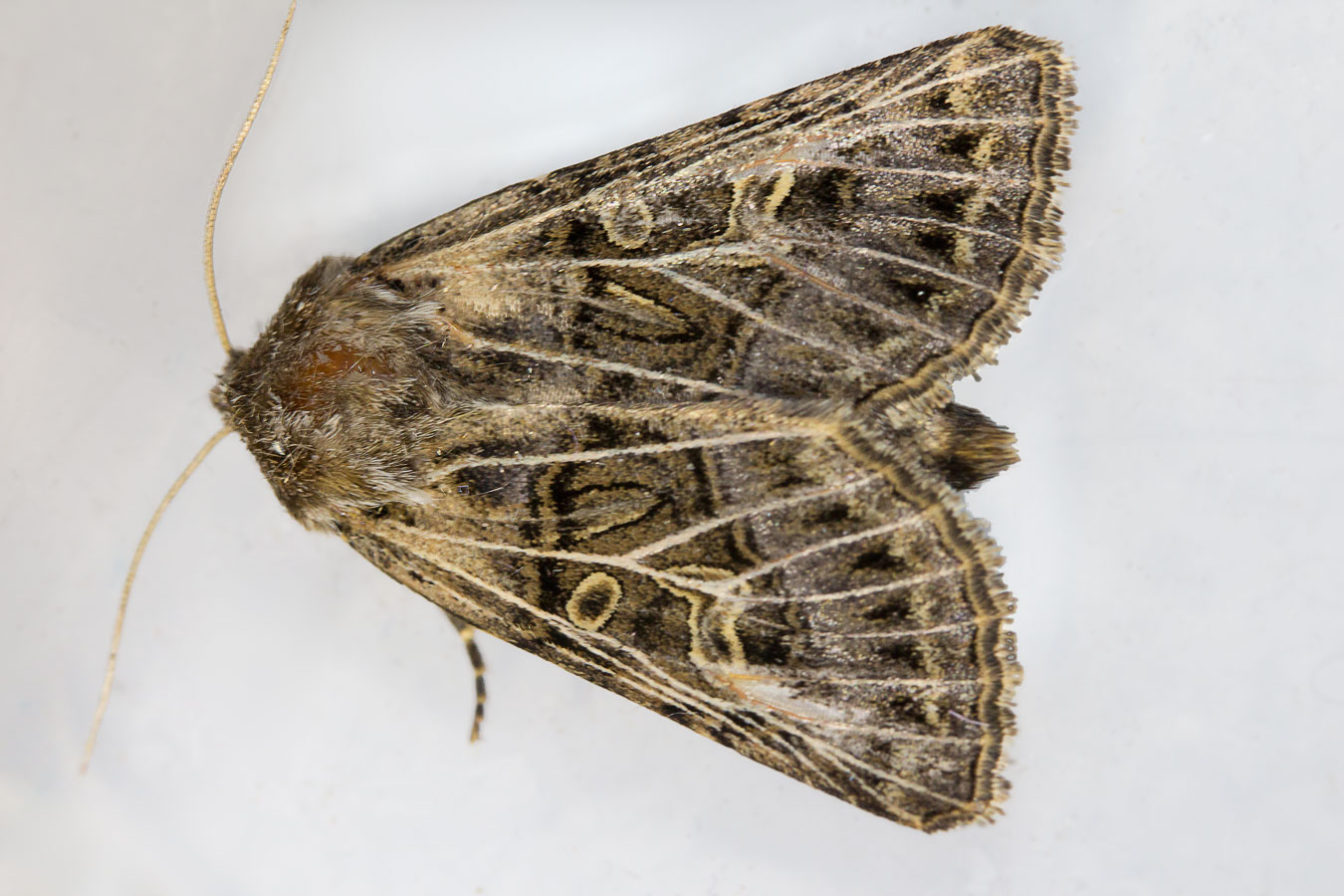    (Tholera decimalis)