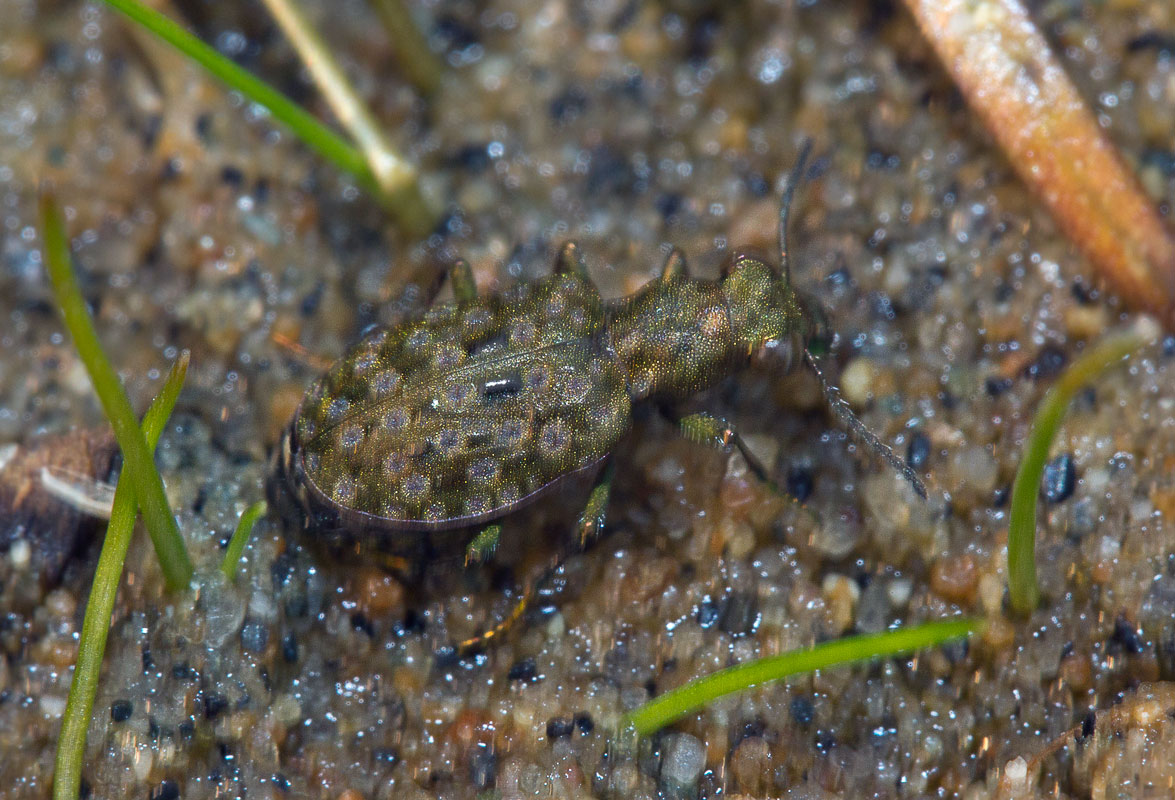 Тинник сибирский (Elaphrus sibiricus)