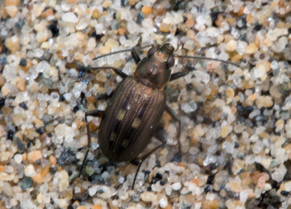   (Bembidion argenteolum)