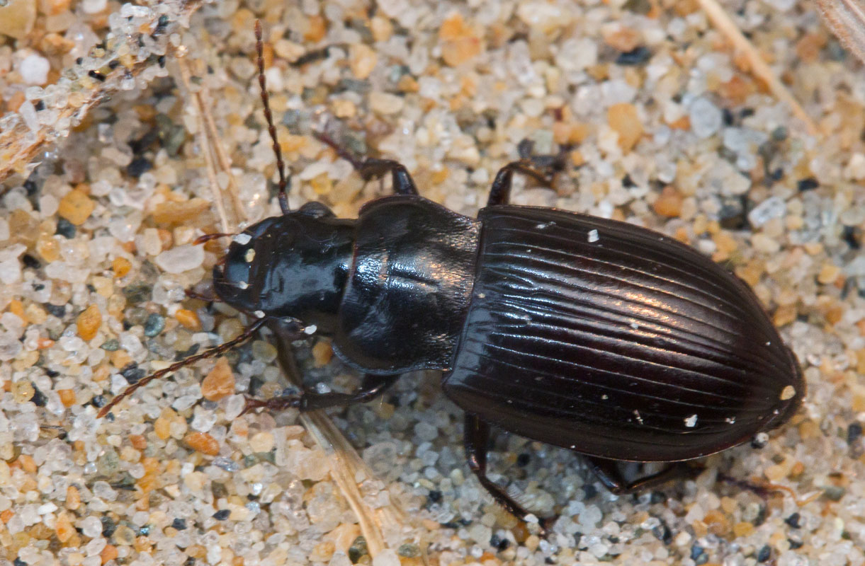 Curtonotus giganteus ?