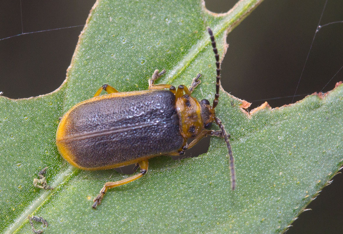 Козявочка кувшинковая (Galerucella nymphaeae)