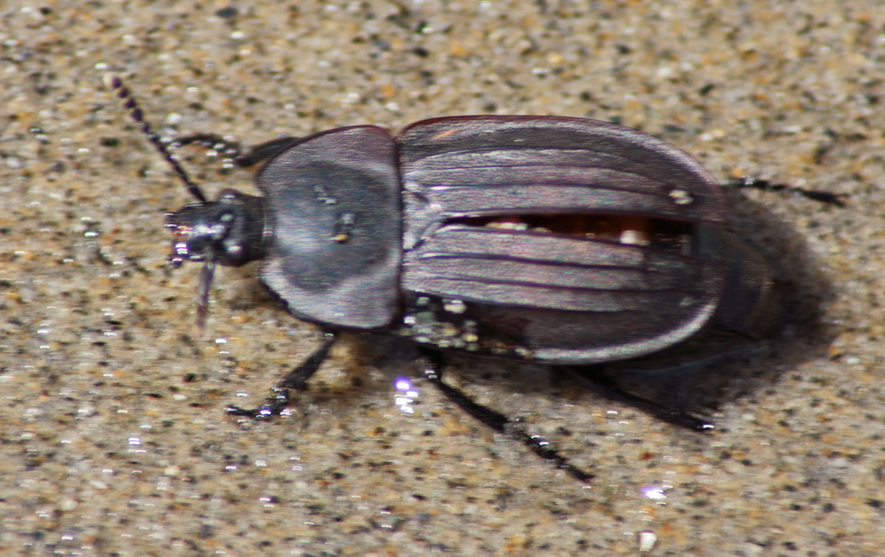   (Silpha carinata)