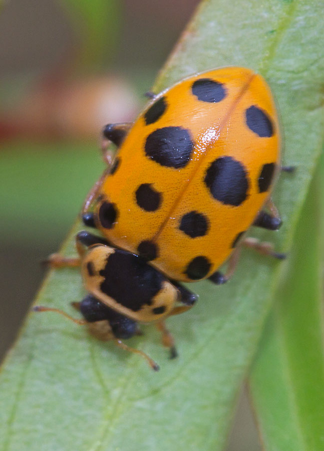  (Hippodamia tredecimpunctata)