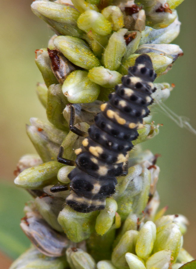    (Hippodamia tredecimpunctata)