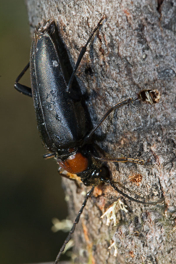   (Carilia virginea)