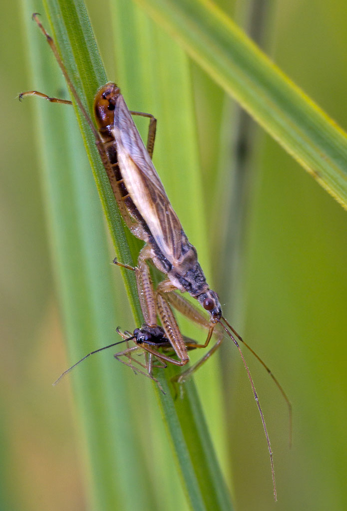   (Nabis flavomarginatus) ?