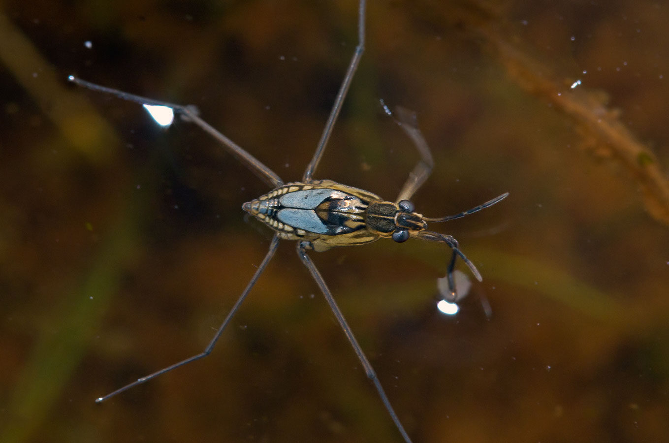  (Veliidae)