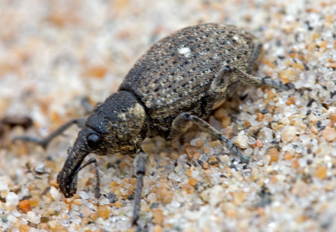  Lepyrus palustris