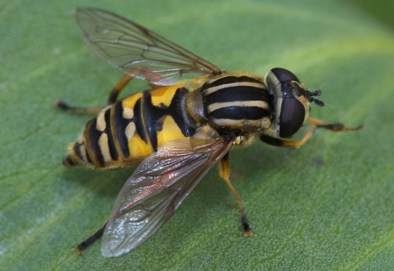   (Helophilus trivittatus)