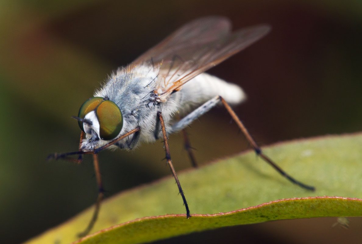  Acrosathe annulata