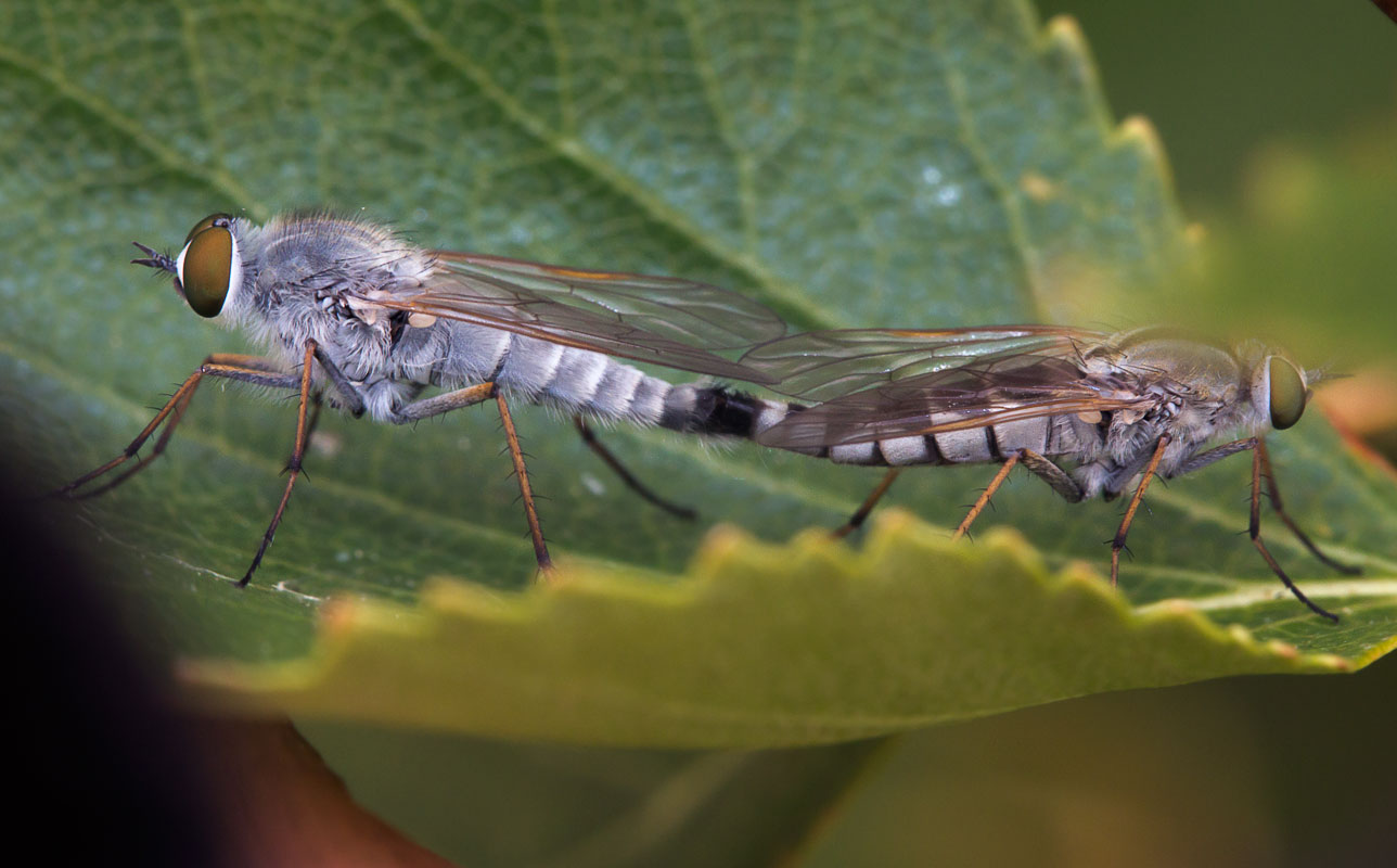  Acrosathe annulata