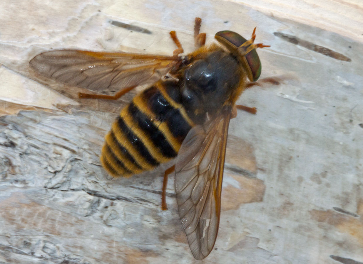   (Hybomitra tarandina)